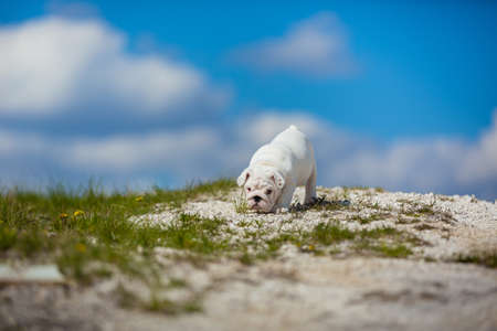 Gorgeous white English Bulldog puppy against a bright blue skyの写真素材