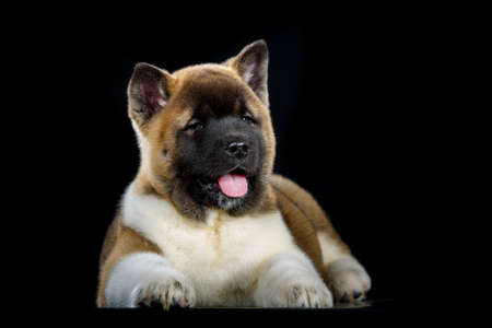 Portrait of a serious little Akita Inu dogの写真素材