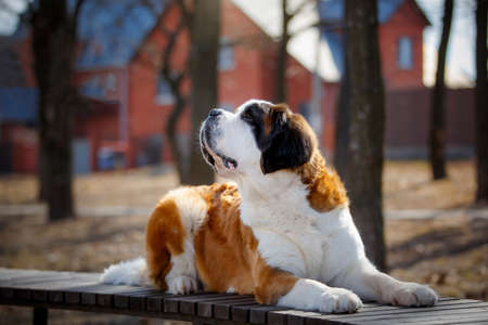 portrait of adult saint bernard purebred dog outdoorsの写真素材