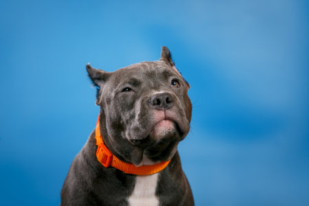 Grey American Pit Bull Terrier studio close up portrait isolated on blue background