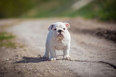 Gorgeous white English Bulldog puppy, Little dog on a country roadの写真素材