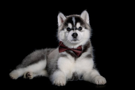 Siberian Husky puppy posing in red bow isolated on black backgroundの写真素材