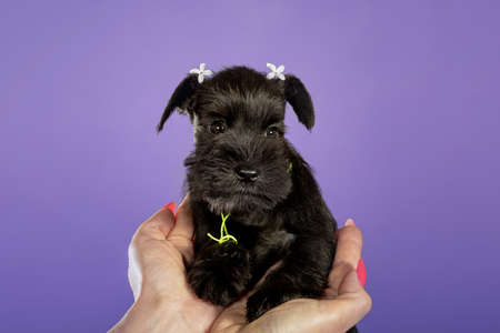 Shnauzer puppy with spring lilac fliwers in woman hands on purple backround. Young zwergschnauzer....