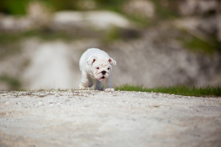 Gorgeous white English Bulldog puppy against a bright blue skyの写真素材