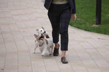 Attractive woman walking in park with two jack russell terriers.の写真素材