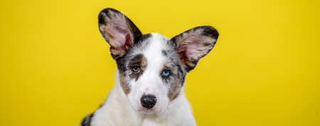 Blue merl corgi color. Welsh corgi puppy with different eyes in studio on yellow backgroundの写真素材