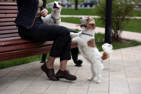 Attractive woman having rest in park with white jack russell terriers. Love story