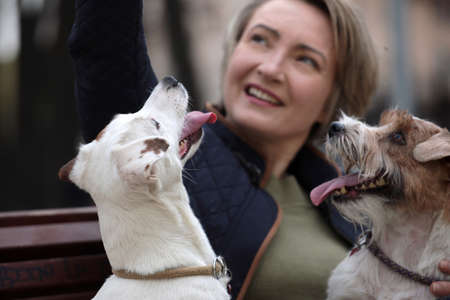 Attractive woman having rest in park with white jack russell terriers. Love story, selective focusの写真素材