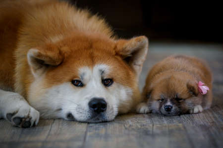 Akita inu big Dog and his puppy on floor together.の写真素材