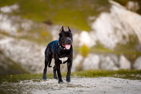 Black American Pit Bull Terrier walking outdoorsの写真素材