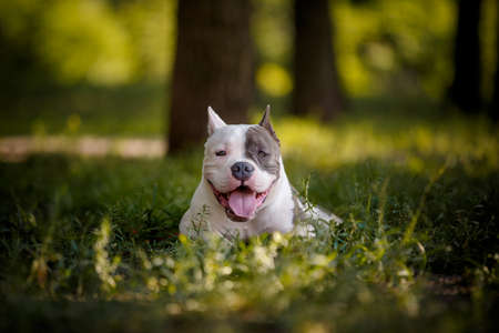 American bulldog having rest in forestの写真素材