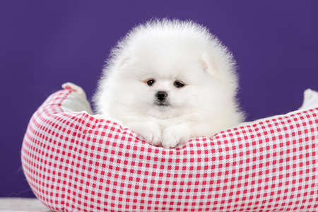 Cute small white Pomeranian puppy in basket, front view.の写真素材