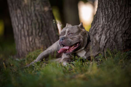 Hudge American bulldog having rest in forestの写真素材