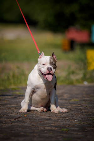 American bulldog having rest in forestの写真素材