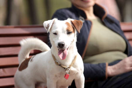 Attractive woman having rest in park with white jack russell terriers. Love storyの写真素材