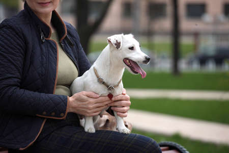 Attractive woman having rest in park with active and positive white jack russell terriers. Love...