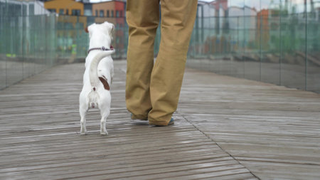 The white dog calls owner to play and runs around his legsの写真素材