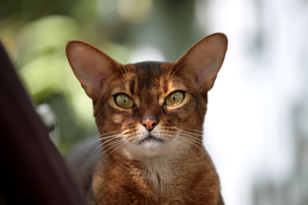 Abissinian cat portrait looking at you, soft focusの写真素材