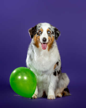 Blue merl aussie dog in studio.の写真素材