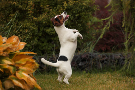 Jumping pet, dog on hind legs. Dancing Jack Russell Terrier in autumn park. 3 color.の写真素材