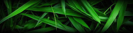 Sugar cane green plant on backgroundの素材