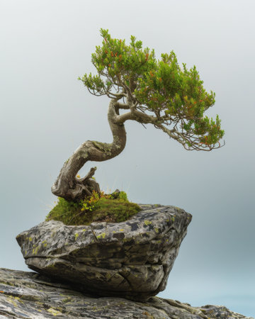Summerl view of an old pine tree standing on the rock cliff against mountain in the backgroundの素材
