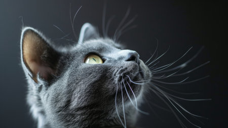 studio portrait of playful gray and white kitten looking forward with front paw up against a light gray background.の素材