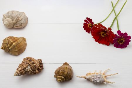 Seashells on white reminiscent of holidays and parties.の写真素材