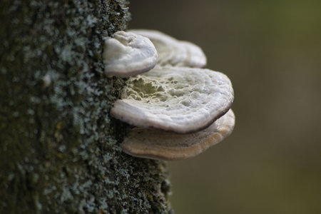 Trametes gibbosa growing on a tree in the forest Trametes gibbosa
