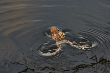 Frog floating on the surface of the water, close-upの写真素材