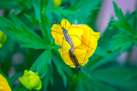 mosquito on a yellow flower, close-up, macroの写真素材