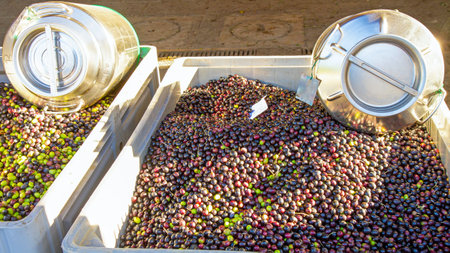 Freshly picked olives in boxes with metal containers for storing olive oil.