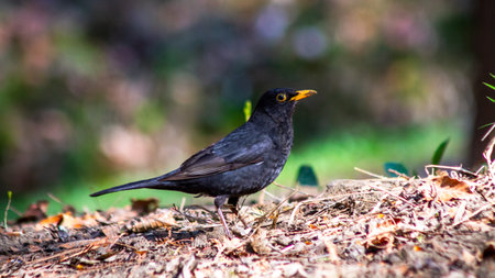 Blackbird standing on forest ground in natural sunlight