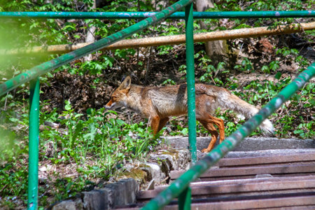 A red fox (Vulpes vulpes) walking along concrete stairs in a green park, surrounded by lush...