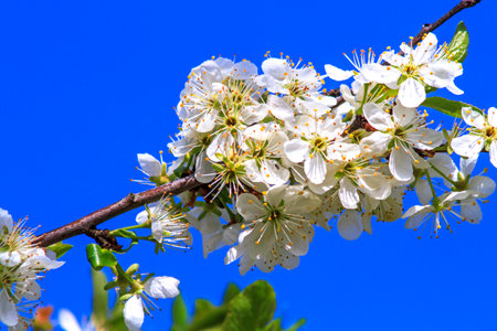 White blooming flowers on a tree branch against a blue sky in spring.