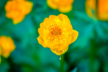 Yellow Ranunculus (Trollius europaeus) in the gardenの写真素材