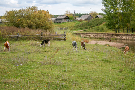 Calves grace on a village pasture near a river in the countryside.の写真素材