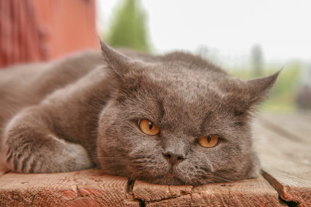 A grumpy British Shorthair cat lies on a wooden surface outdoors.の写真素材
