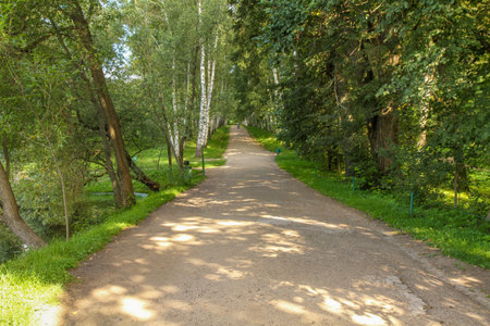 Dirt path in a summer forest with sunlight and green trees.
