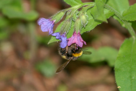 Bumblebee on a wild lungwort flower in spring, macro close-up.