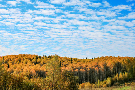 Colorful autumn taiga forest landscape in Altai.の写真素材