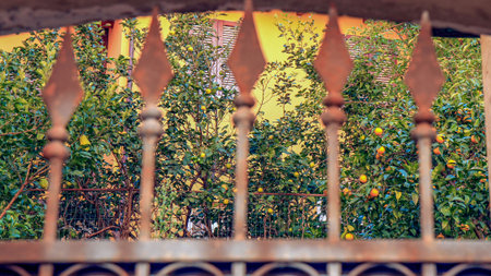Orange and lemon trees grow in a private garden behind a decorative wrought iron fence in Massa,...