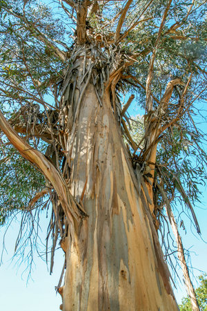 Eucalyptus tree trunk with peeling bark