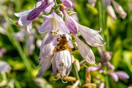 Close-up of a bee pollinating a purple flower in a summer garden.