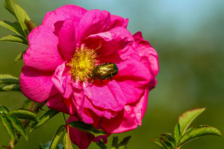Red rose with a beetle on the petals close-up in natural sunlight.の写真素材