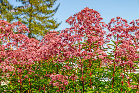 Pink wild flowers bloom in a summer garden under a blue sky.の写真素材