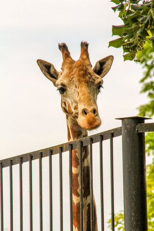 Portrait of a giraffe on a fence in the zoo.の写真素材