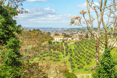 Italian village with olive groves and traditional villa on a sunny day.の写真素材