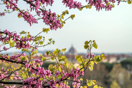 Cercis siliquastrum in the city of Rome, Italyの写真素材