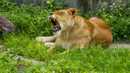 Close up of a lioness lying on green grass and yawning with her mouth open, revealing her teeth and...